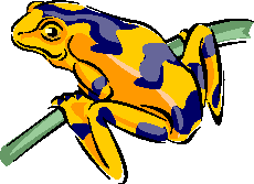 A frog